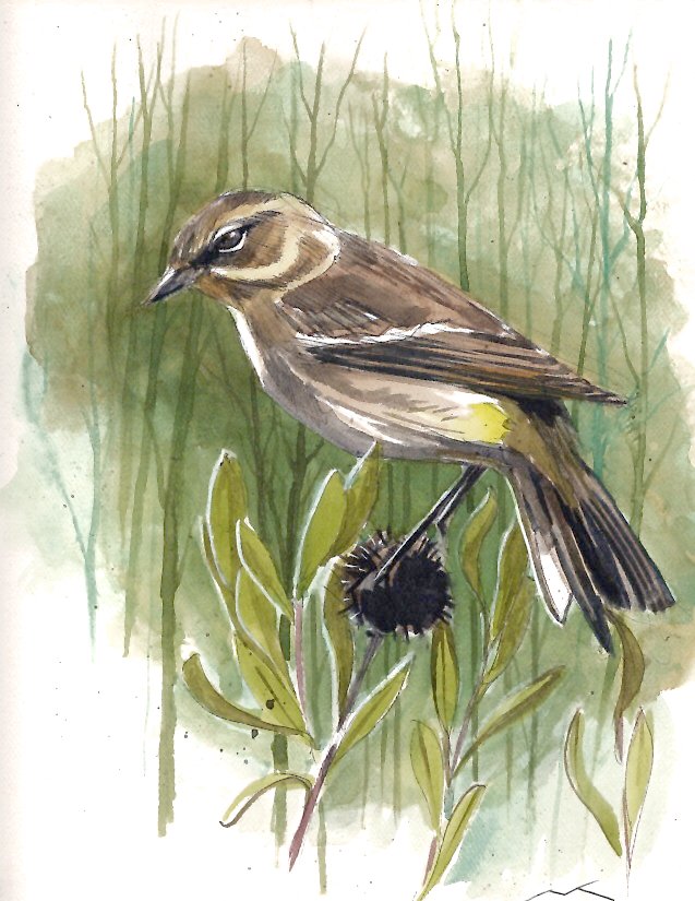 Bird Perched
