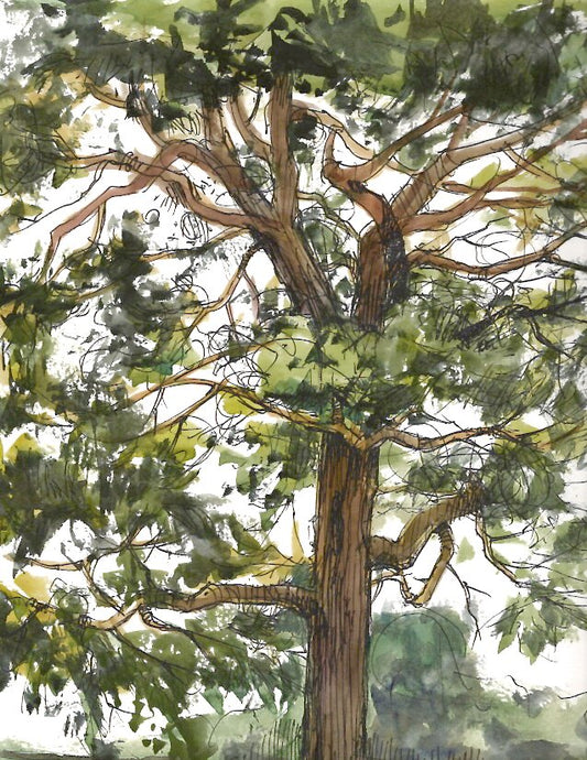 Capitol Tree