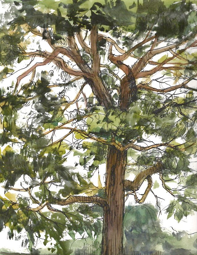 Capitol Tree Landscape