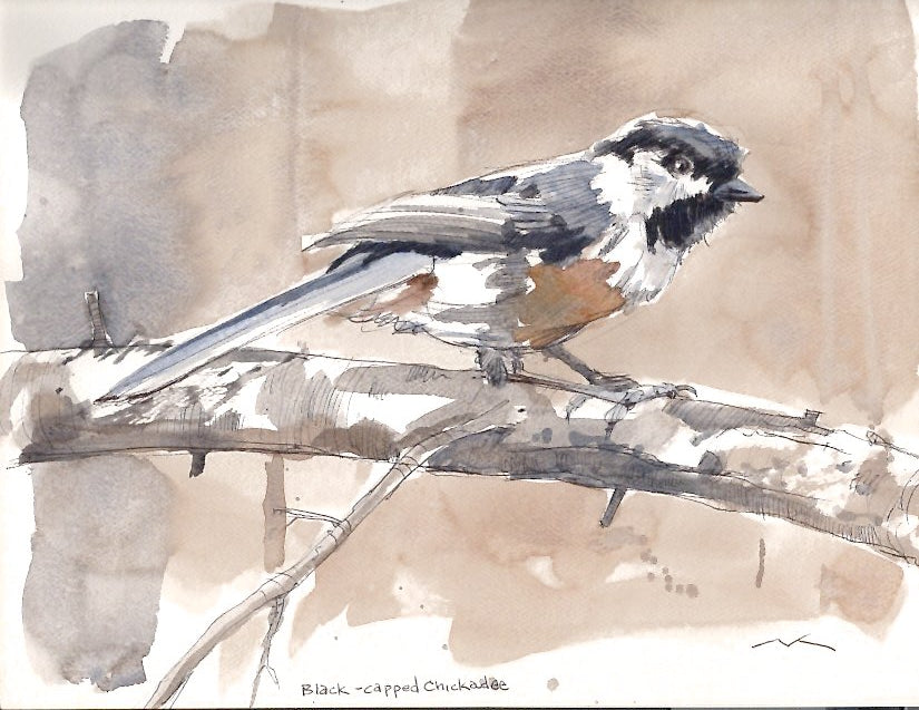 Black-Capped Chickadee