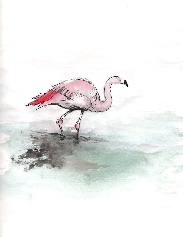 Flamingo